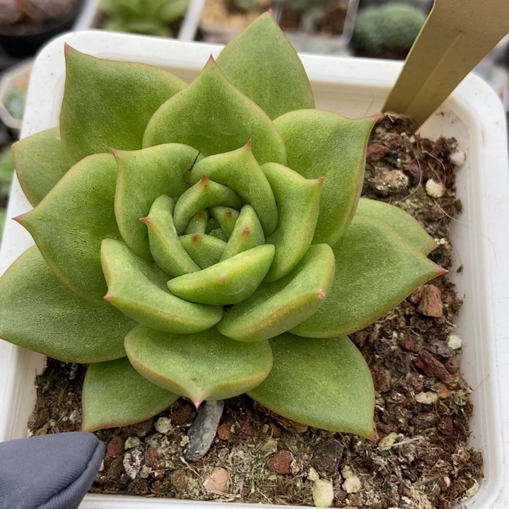 797玛利亚锦多肉植物
