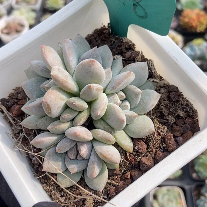 7216石榴籽多肉植物