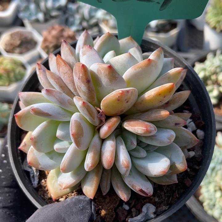 7321韩橙多肉植物保护