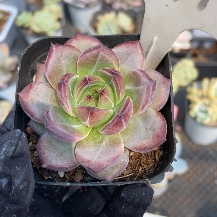 1019夜魔侠多肉植物