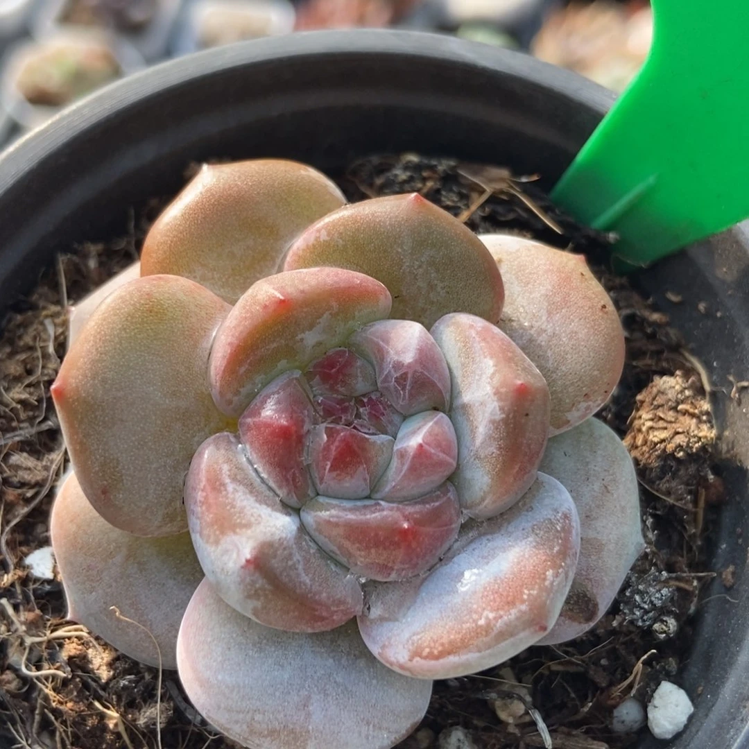 1002石榴籽多肉植物保护