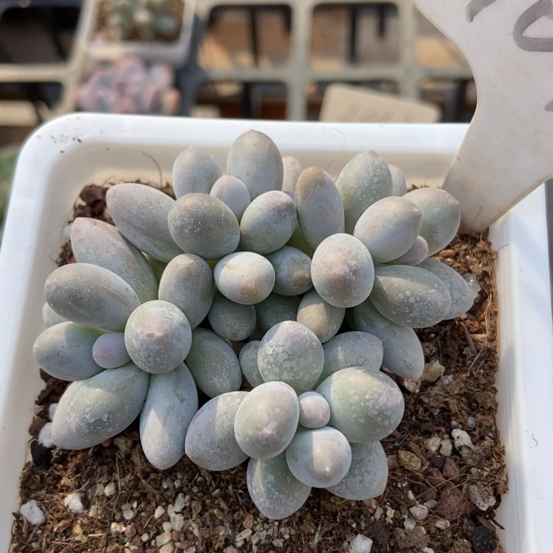 1072汤圆多肉植物保护