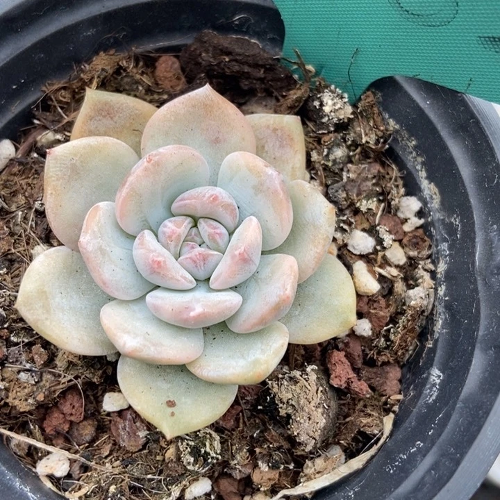 1562橙子锦多肉植物保护