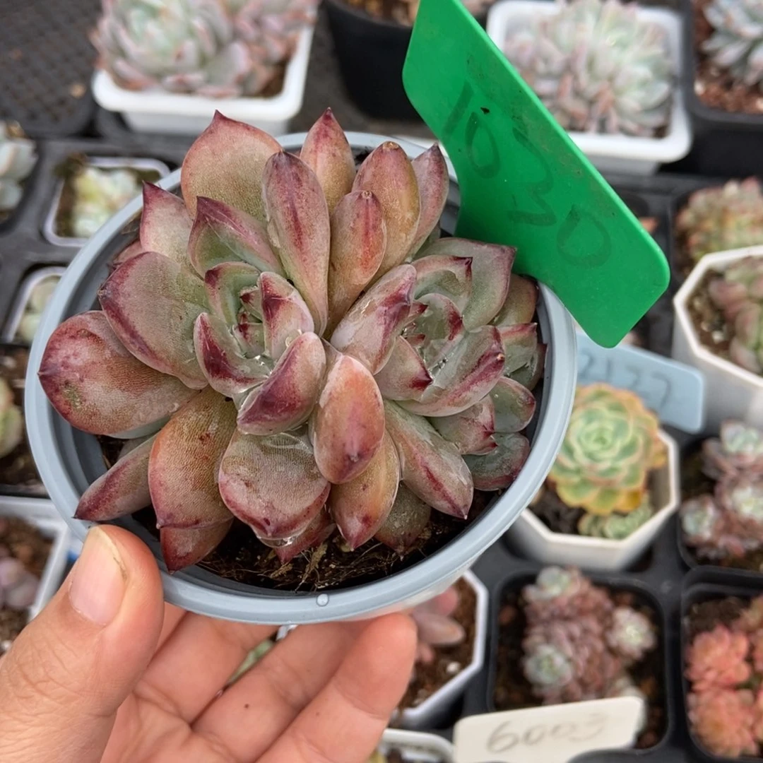 1030夜魔侠多肉植物保护