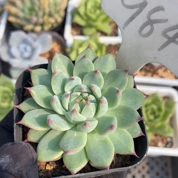 984琵琶仙子多肉植物