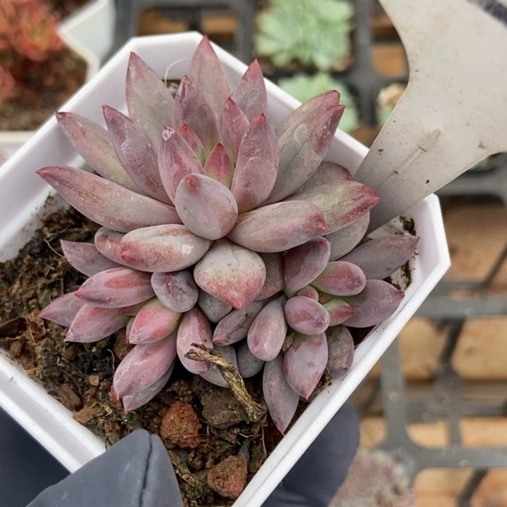 1256虞美人多肉植物
