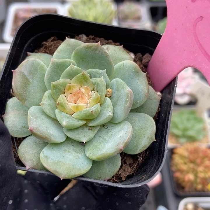 143冰魄多肉植物保护