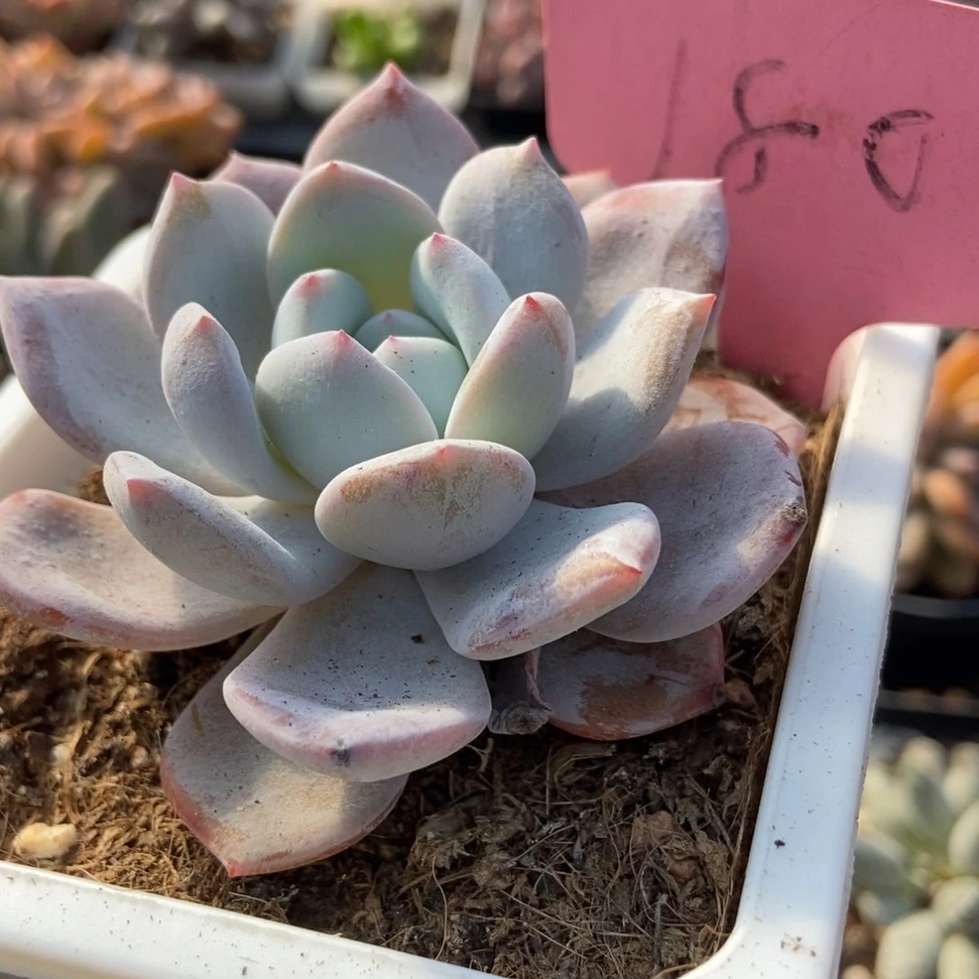 180奶盖多肉植物保护