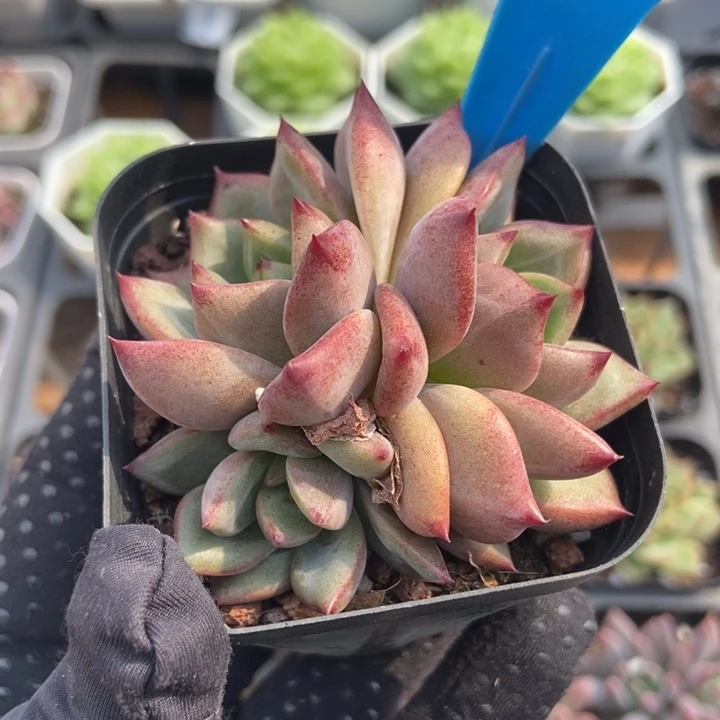 790夜魔侠多肉植物保护