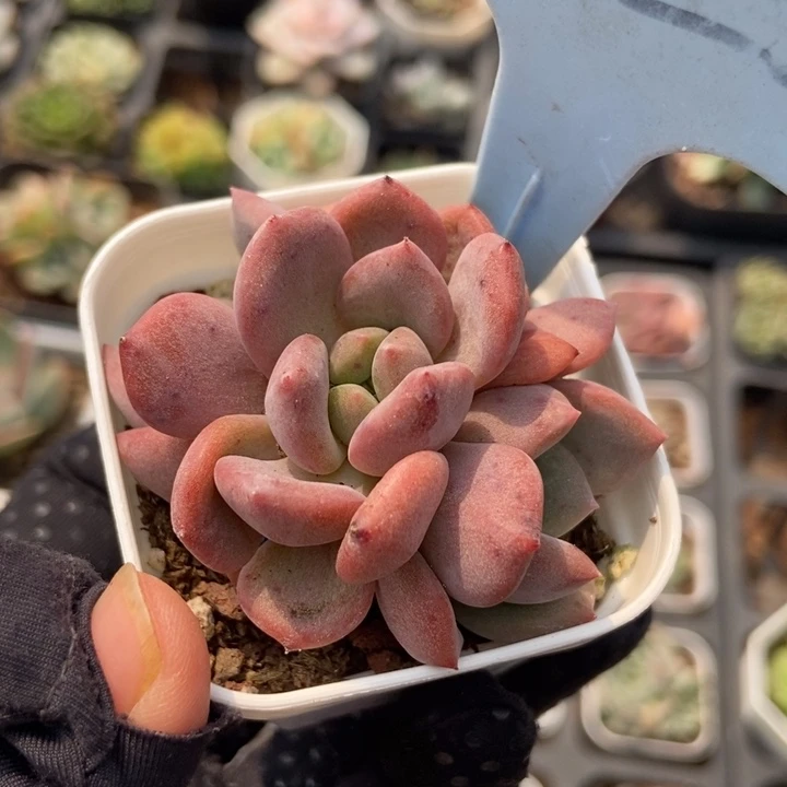 1822爱丽儿多肉植物