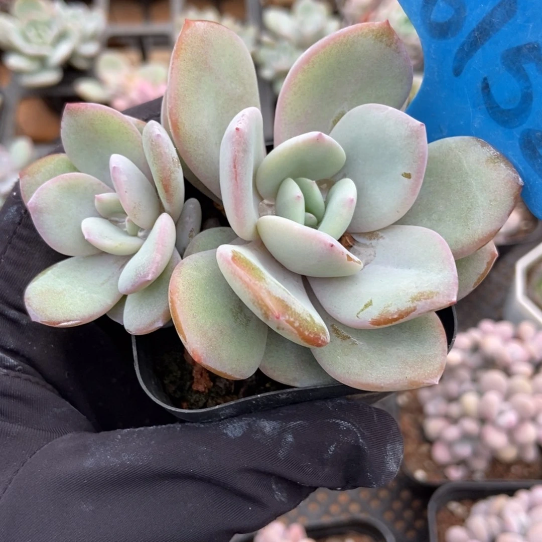 6152奶茶多肉植物保护