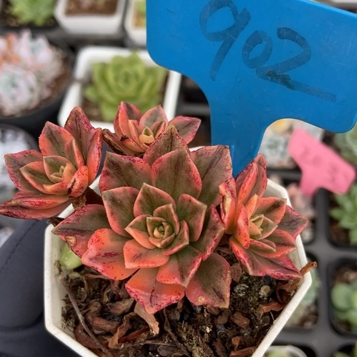 902甜茶锦多肉植物