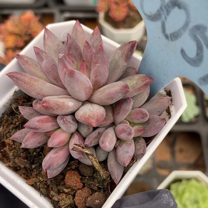 6059虞美人多肉植物