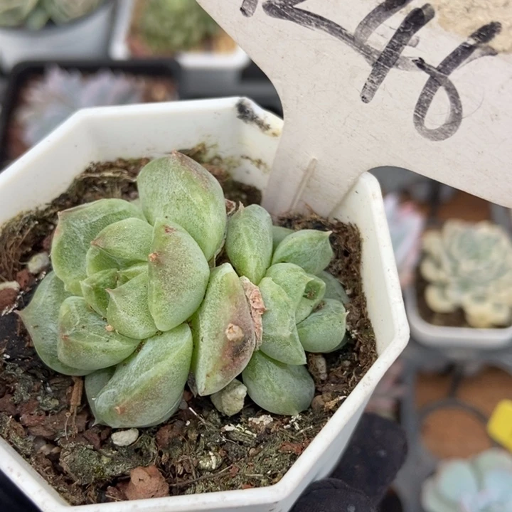 1246二八石化多肉植物