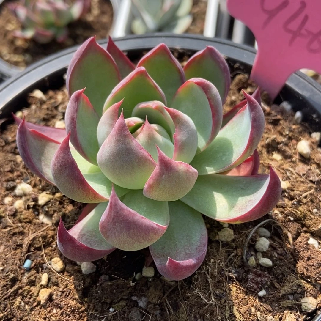 946惊鸿仙子多肉植物