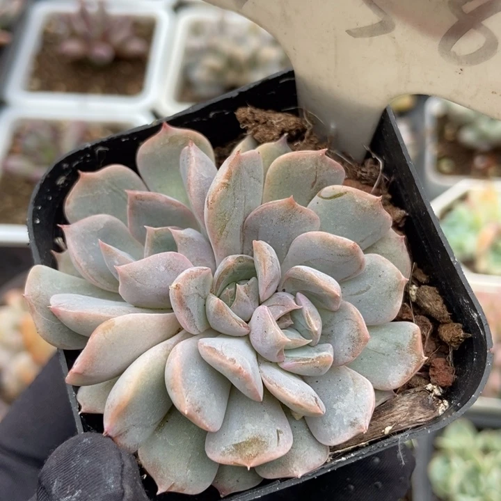 1058夜莺多肉植物