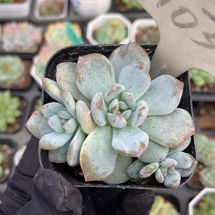 1034星影石化多肉植物