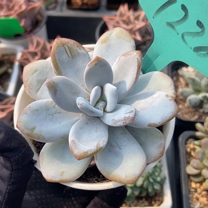7228雪莲多肉植物百科