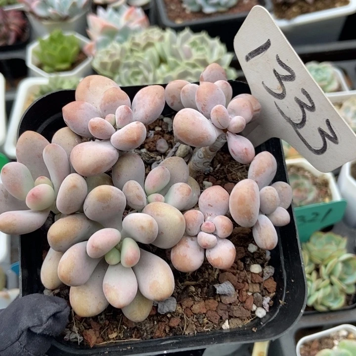 1333桃蛋多肉植物