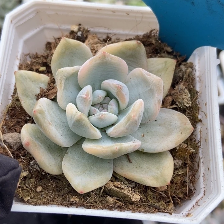 7262橙子锦多肉植物保护