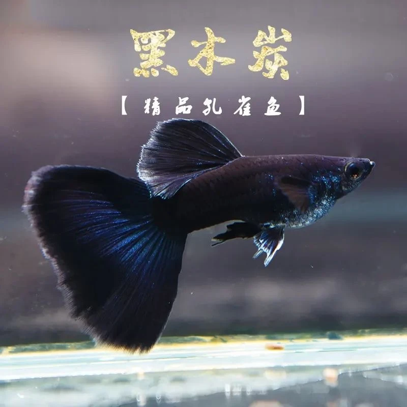 木炭黑大C5-6月孔雀鱼