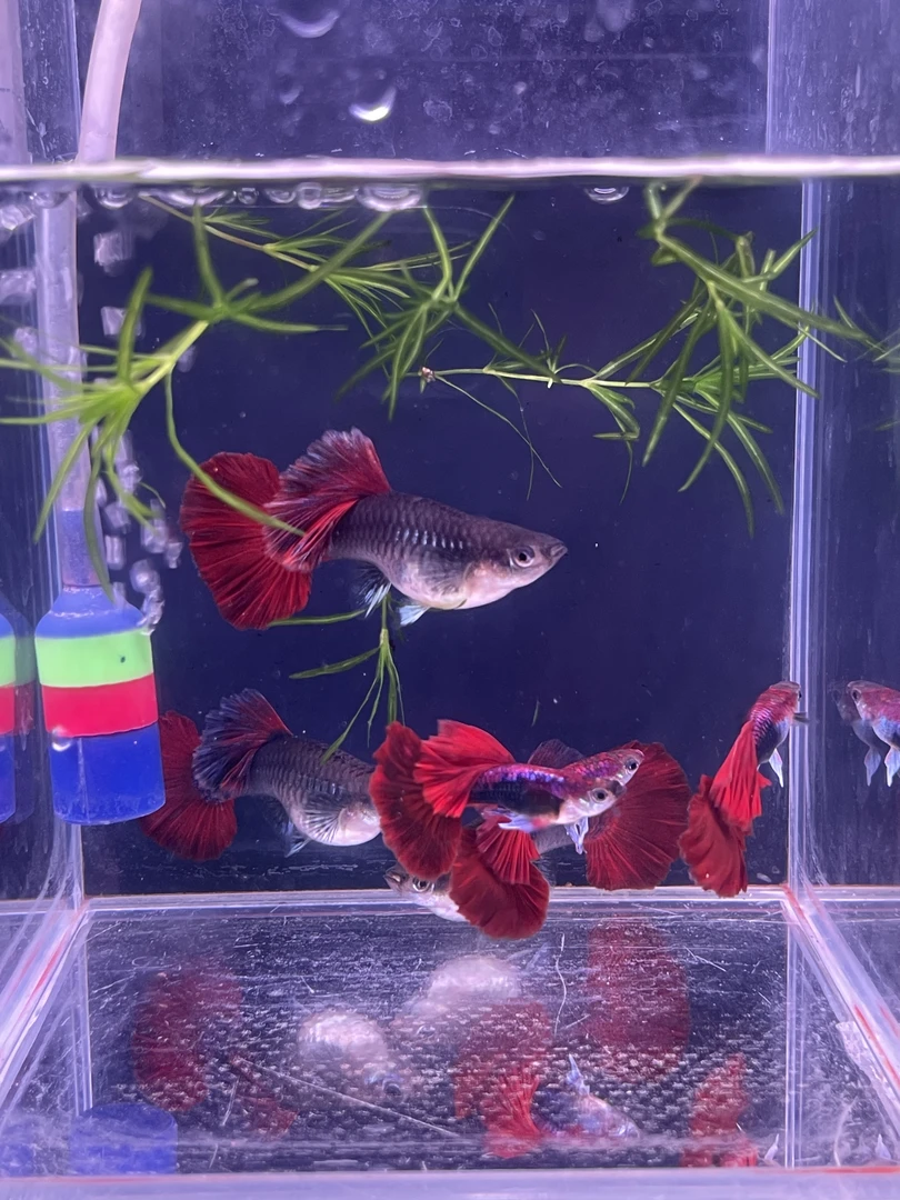 菊花帆摺扇5-6月孔雀鱼