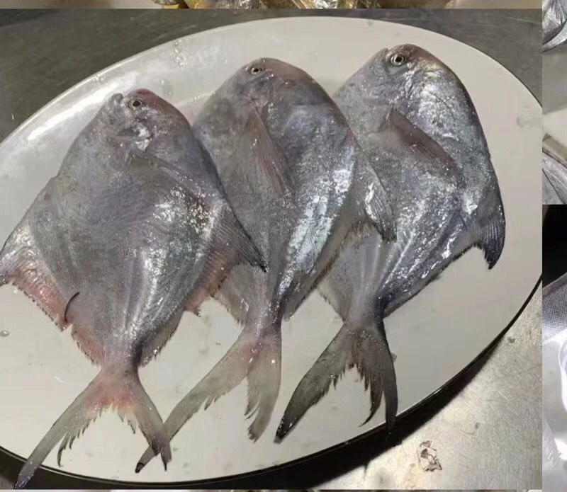 鲳鱼 新鲜上岸 连云港发货