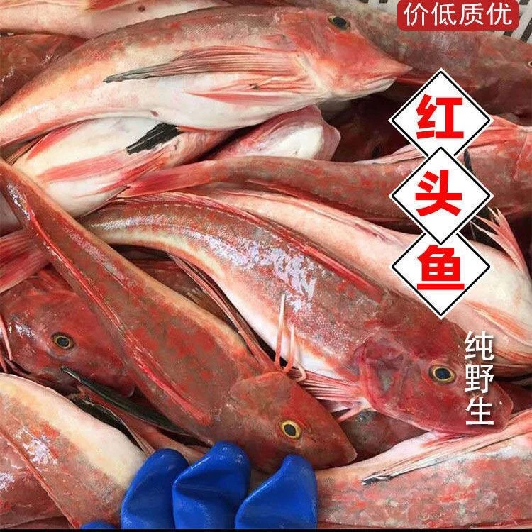 红头鱼 野生海捕每天新鲜捕捞上岸  蒜瓣肉没有碎刺  免费清理