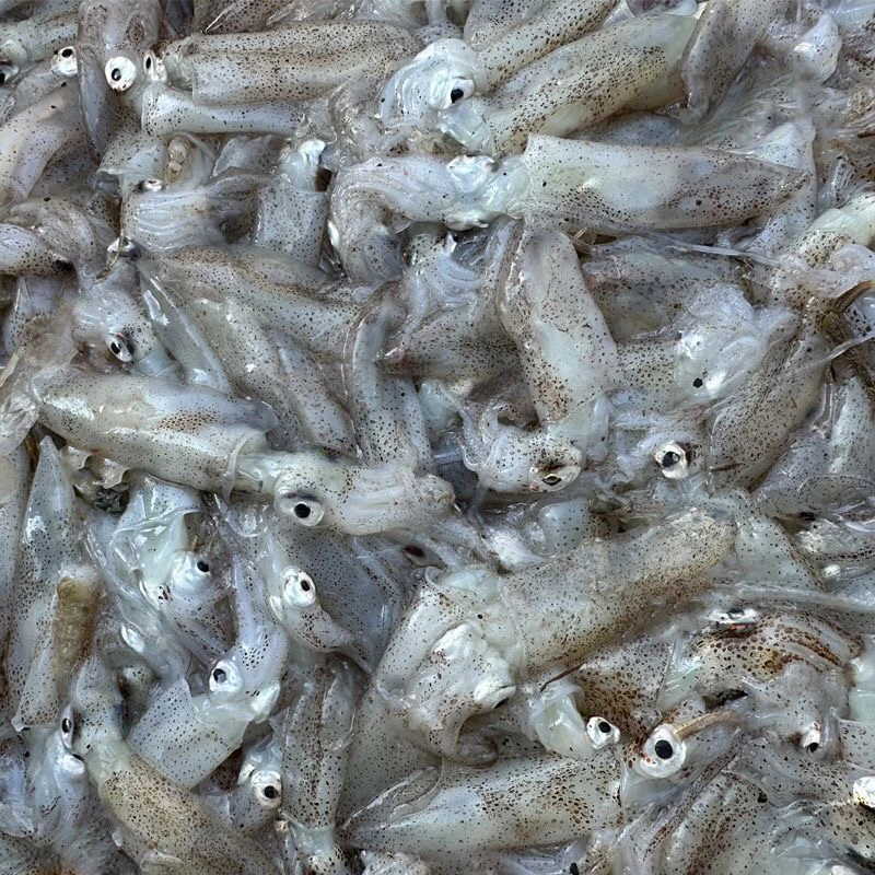 新鲜海兔 野生海捕小船当天上岸