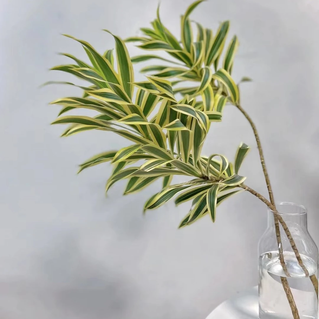 【植予花田】 金边百合竹美观