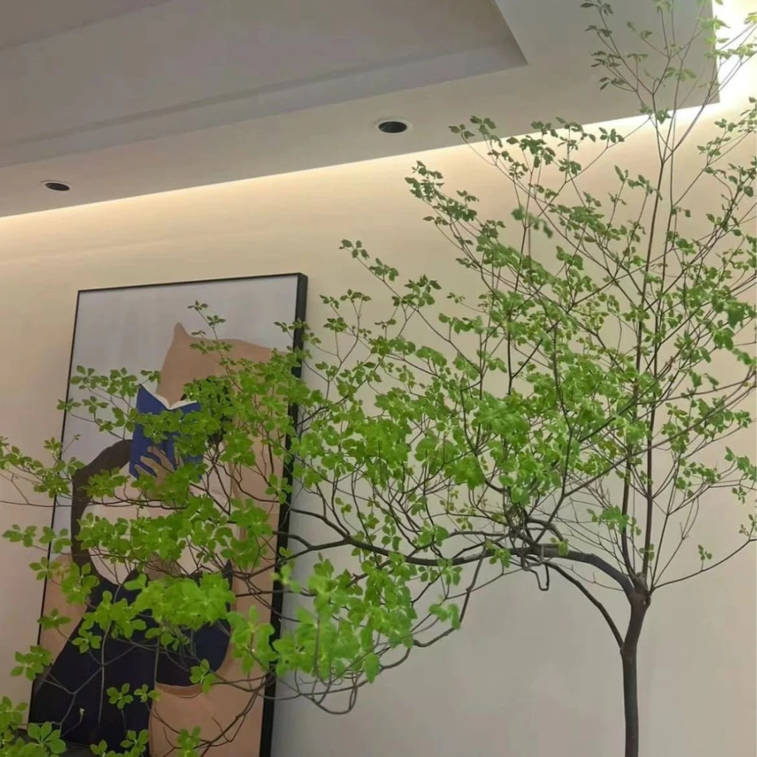 【植予花田】吊钟干支带芽孢鲜切水培绿植发芽长叶DIY鲜花花卉