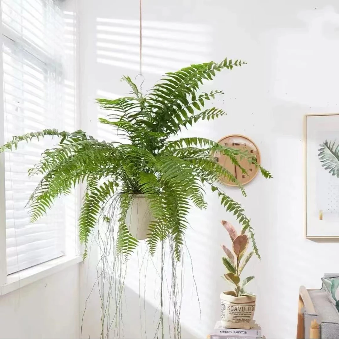 【植予花田】霸王蕨波士顿蕨大型蕨类垂吊植物室内绿植