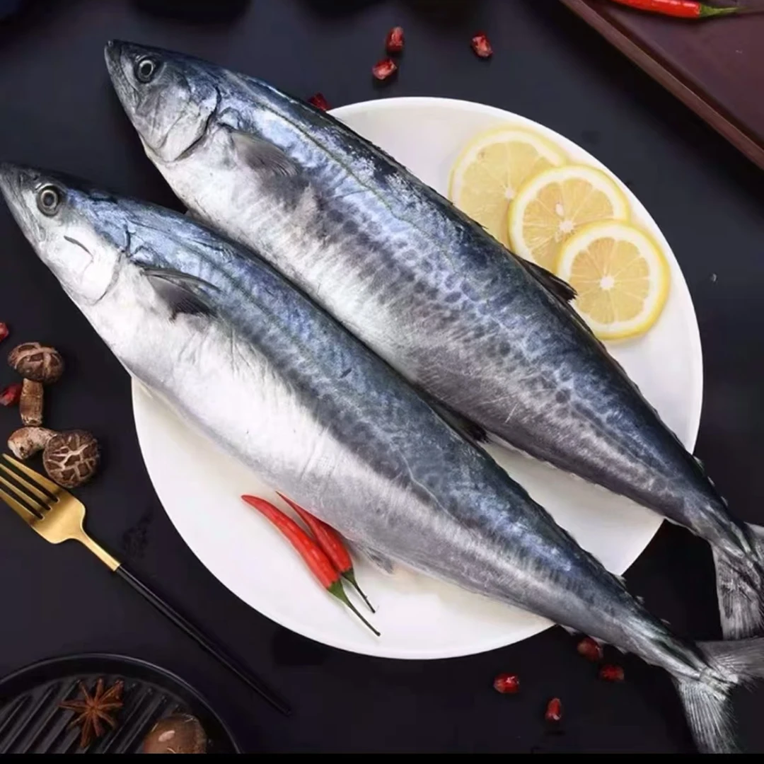（拍4斤送半斤）大连野生燕鲅鱼马鲛鱼4条装  顺丰包邮 冷冻发货