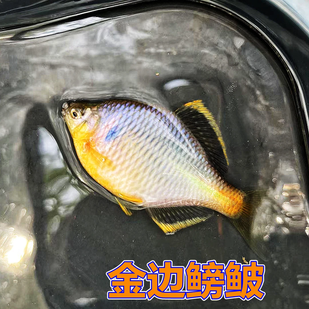 金边鳑鲏  红边鳑鲏 白边鳑鲏  方式小红嘴 原生鱼鰟鮍鱼