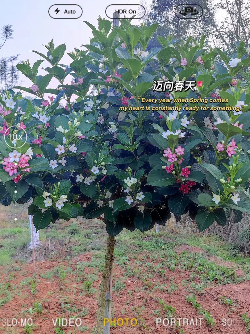 五彩锦带一物一拍直播间选苗七叶夹竹桃红花