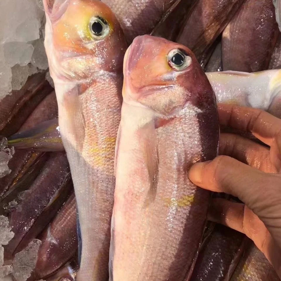 新鲜码头鱼海钓海鲜水产礼盒【1斤2/3条5斤杀完净重4斤】