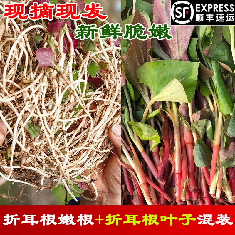 顺丰包邮！四川折耳根嫩根+嫩叶拼装各一半混合组合装侧耳根