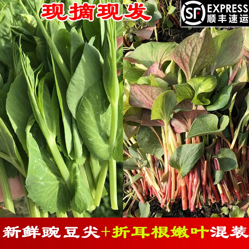 顺丰包邮！新鲜四川豌豆尖+折耳根嫩叶组合混装拼装各一半现摘