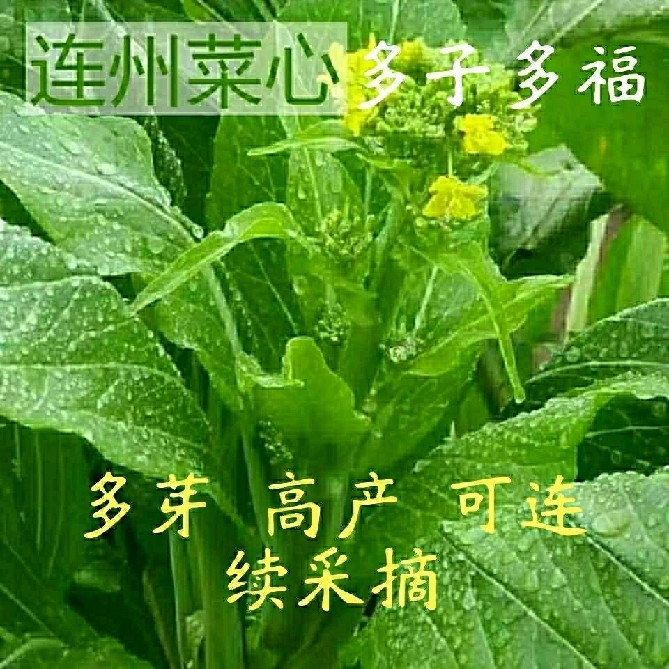 连州菜心种籽广东多芽甜菜心种阳台种农家蔬菜种子种一次采多庭院