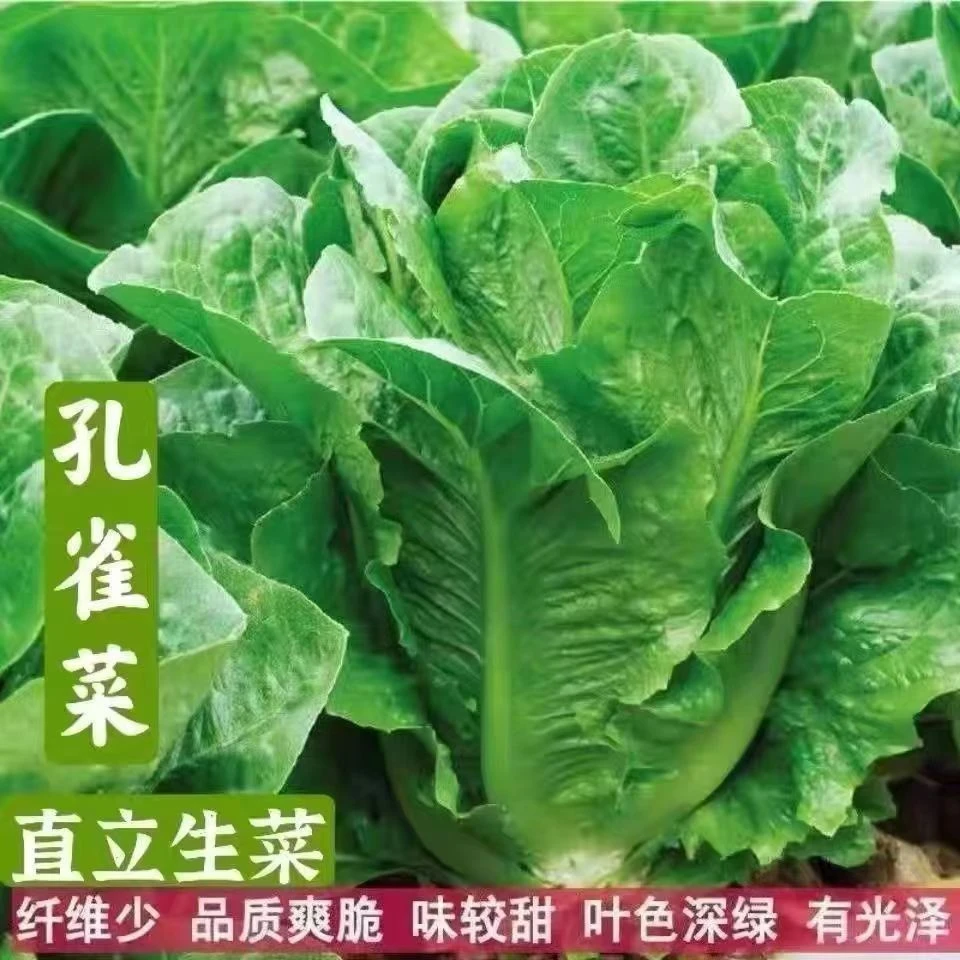 孔雀菜生吃脆甜高营养直立生菜四季播生菜