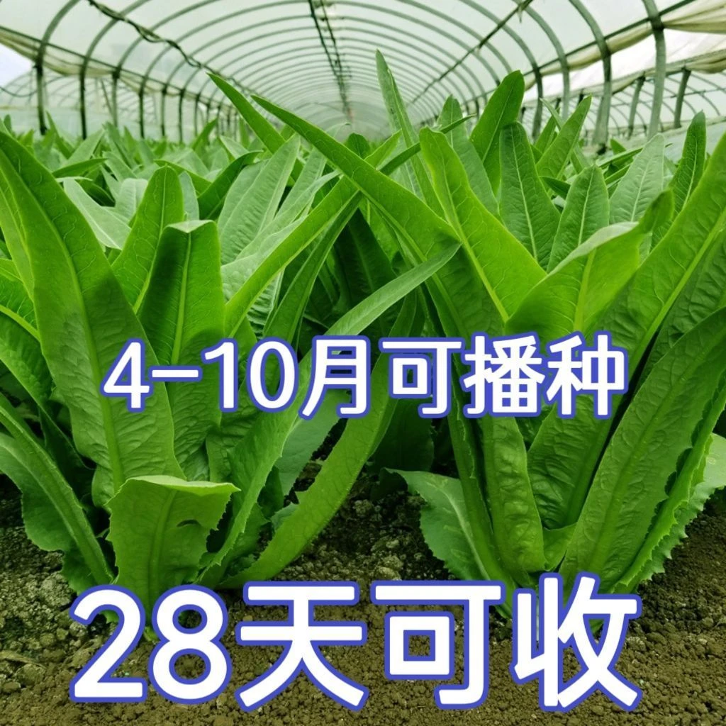 油麦菜种子四季油麦菜种子脆甜不苦青菜种籽阳台水果地栽蔬菜种子