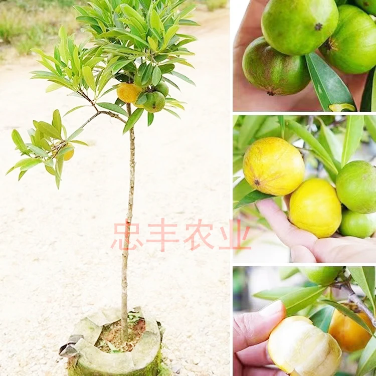 山竹树苗岭南黄金山竹果庭院挂种植带土苗木优良修剪成活挂果根部