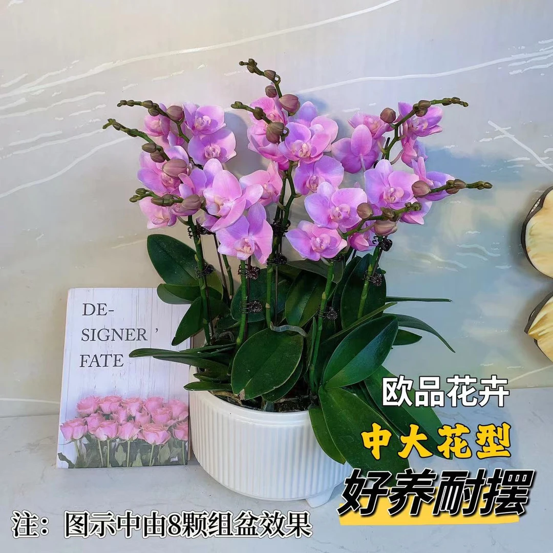 [粉精灵]精品蝴蝶兰花卉四季优质花
