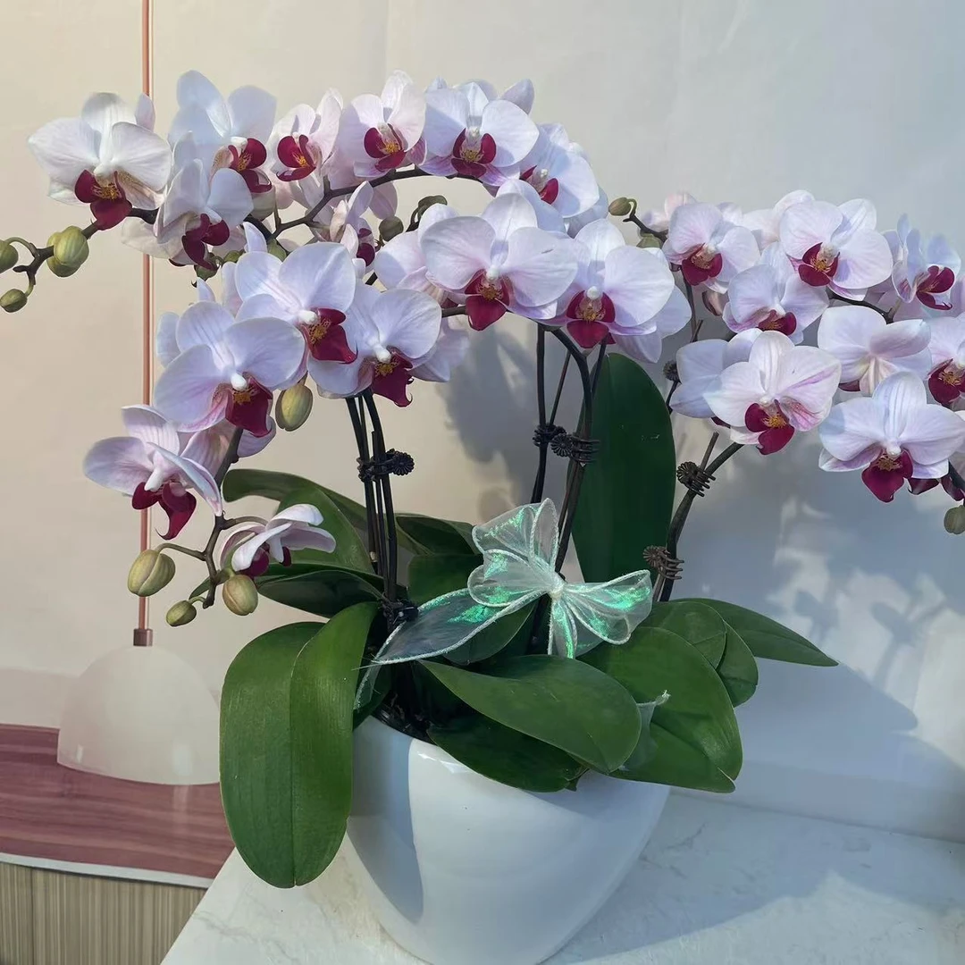 貂蝉（拍3.5.8颗组盆）第一名蝴蝶兰室内花