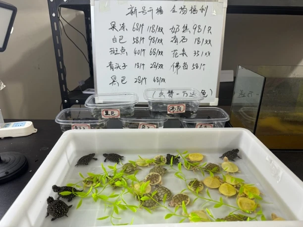 买龟补差价链接在此！！白巴