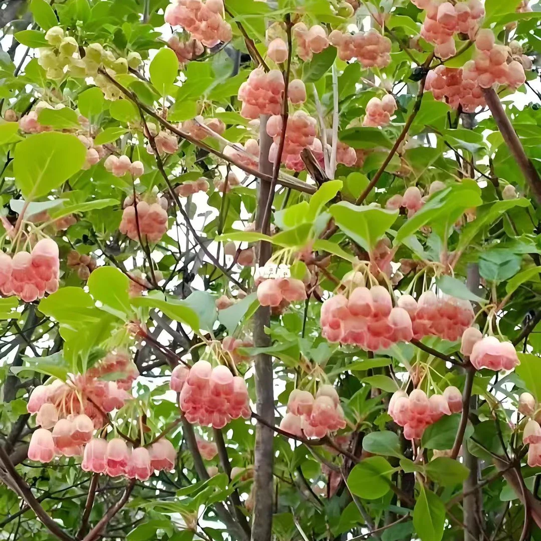 齿缘吊钟吊钟树四照花灯笼杜鹃杜鹃花灯笼树吊钟花植物