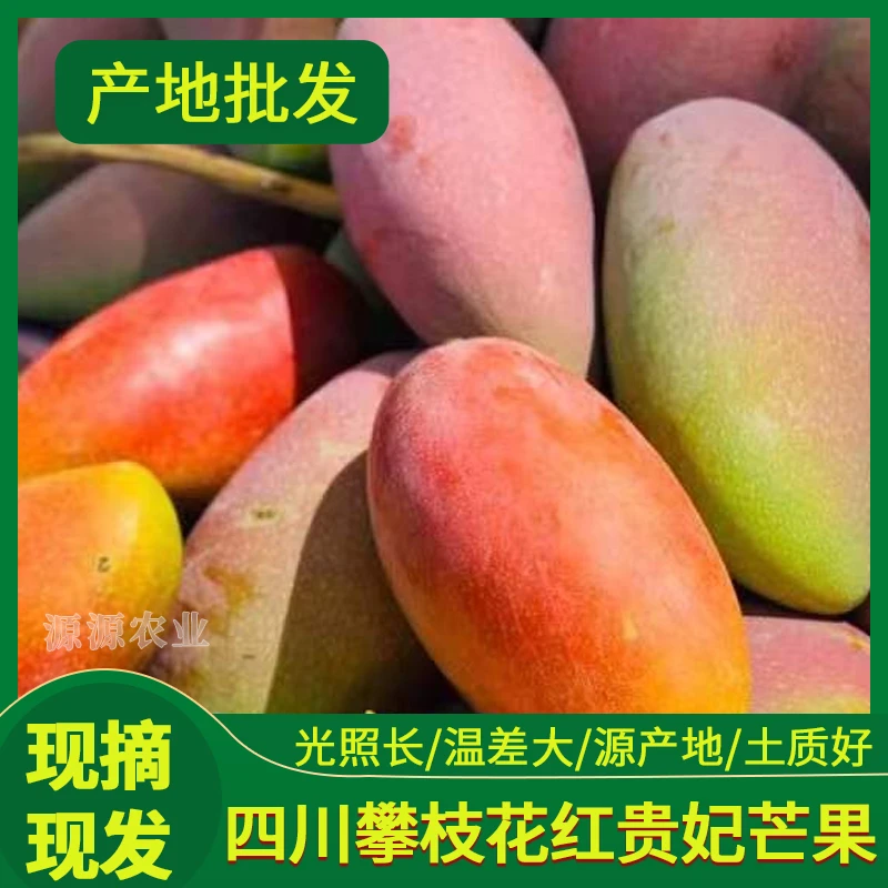 （源源）精选攀枝花贵妃芒果