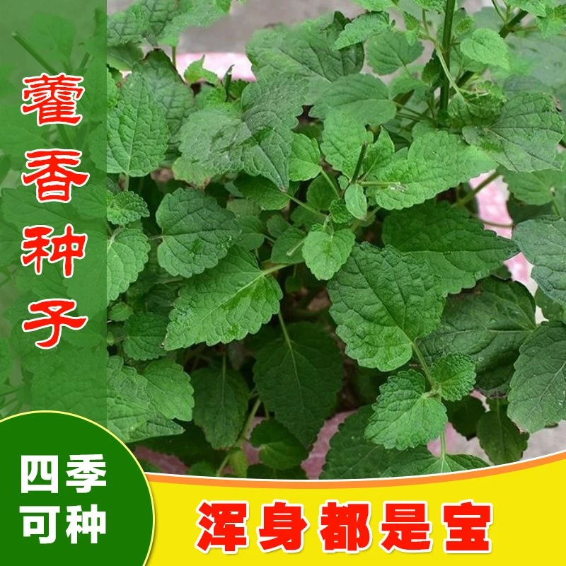 藿香霍香正气香草种子 五香十香大茴鱼香草 阳台盆栽蔬菜种子新疆