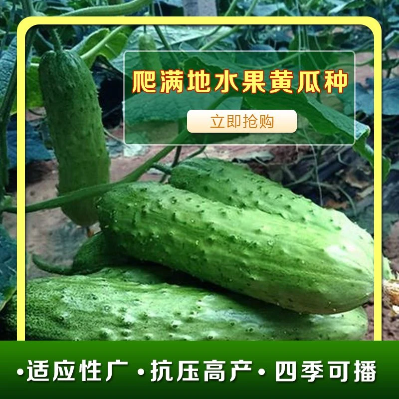 爬满地水果黄瓜种子不用搭架春秋地黄瓜种籽阳台盆栽四季蔬菜种子