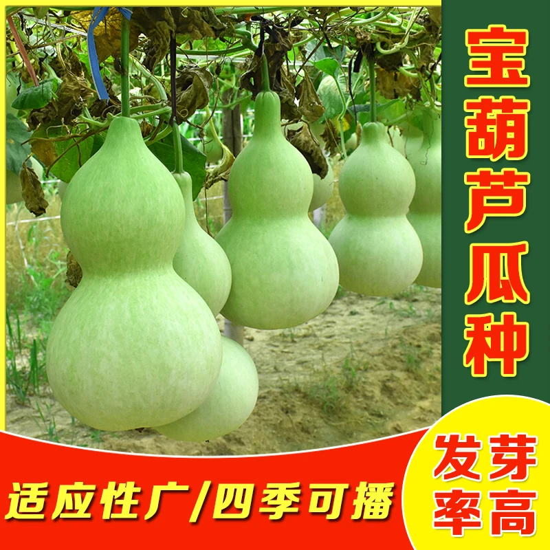 宝葫芦种子食用菜葫芦蔬菜种子春季种大葫芦种子花种子春季种易活